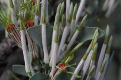 Agelanthus natalitius zeyheri