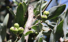Agelanthus natalitius zeyheri