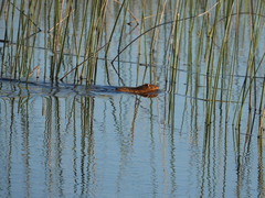 Holochilus brasiliensis