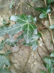 Hedera helix