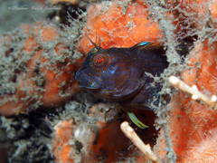 Parablennius marmoreus