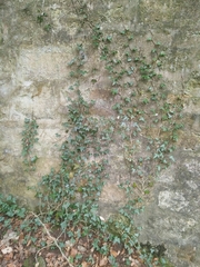 Hedera helix