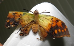 Charaxes candiope