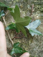 Hedera helix