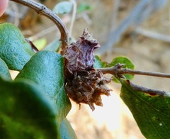 Lonicerae lonicera