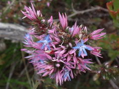 Andersonia caerulea