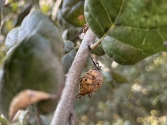 Callirhytis congregata