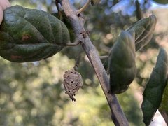 Callirhytis congregata