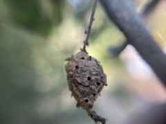 Callirhytis congregata