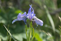 Iris longipetala
