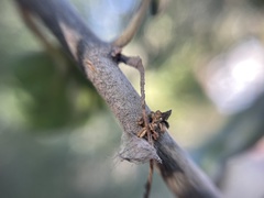 Callirhytis congregata