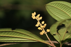 Miconia oldemanii