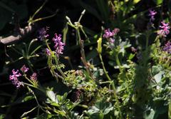 Cysticapnos cracca
