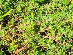 Crassula helmsii