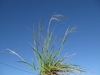 Chilean Needle Grass - Photo (c) Harry Rose, some rights reserved (CC BY)