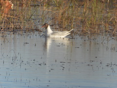 Chroicocephalus maculipennis