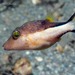 Caribbean Sharpnose Puffer - Photo (c) Pauline Walsh Jacobson, some rights reserved (CC BY), uploaded by Pauline Walsh Jacobson