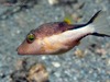 Caribbean Sharpnose Puffer - Photo (c) Pauline Walsh Jacobson, some rights reserved (CC BY), uploaded by Pauline Walsh Jacobson