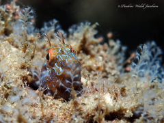 Parablennius marmoreus