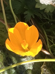Crocus scharojanii