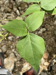 Desmodium lindheimeri