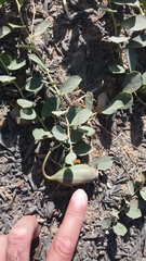 Capparis