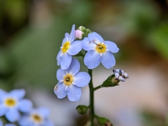 Myosotis
