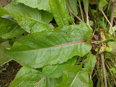 Rumex obtusifolius