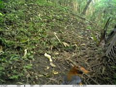 Cossypha natalensis natalensis