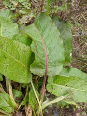 Rumex obtusifolius