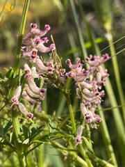 Cysticapnos cracca