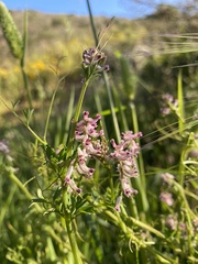 Cysticapnos cracca