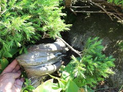 Juniperus communis hemisphaerica