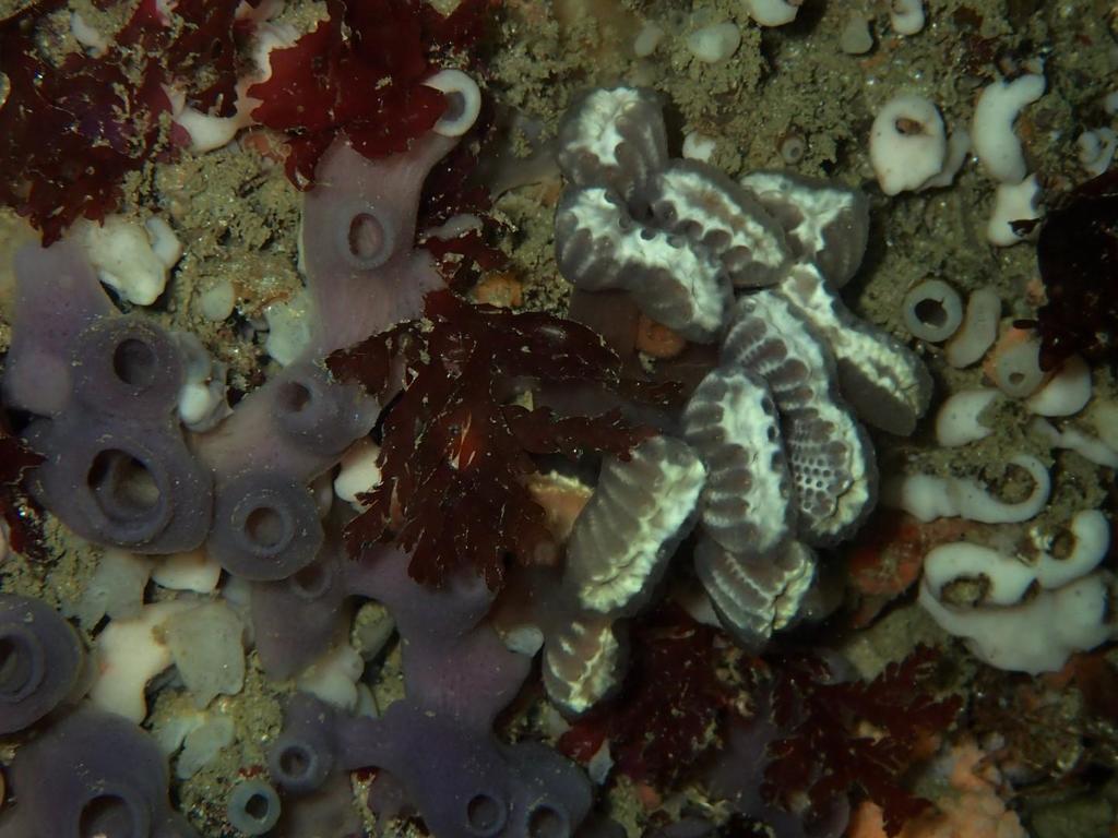 Fan Ascidian