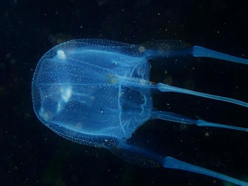 Representative image of Carybdea