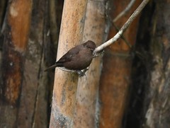 Pyrocephalus rubinus obscurus