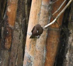 Pyrocephalus rubinus obscurus