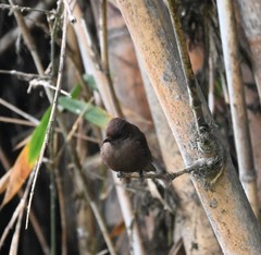 Pyrocephalus rubinus obscurus