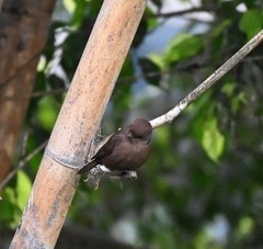Pyrocephalus rubinus obscurus