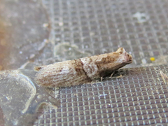 Decodes macdunnoughi