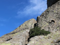 Juniperus communis hemisphaerica