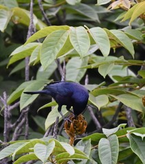 Molothrus bonariensis