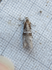 Decodes macdunnoughi