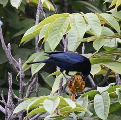 Molothrus bonariensis