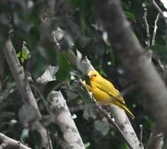 Sicalis flaveola