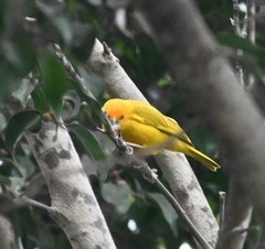 Sicalis flaveola