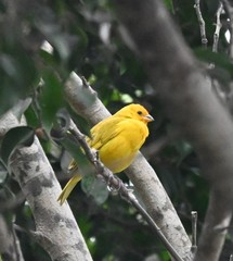 Sicalis flaveola