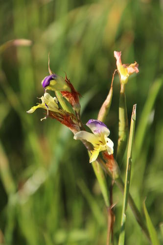 Sparaxis villosa