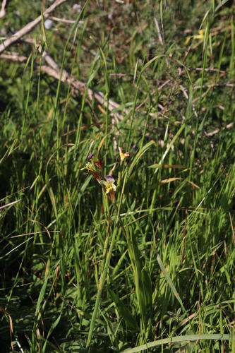 Sparaxis villosa