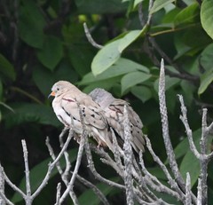 Columbina cruziana